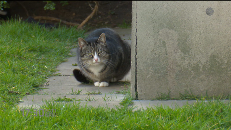 Katzen Happy End (Foto: SAT.1 NRW)