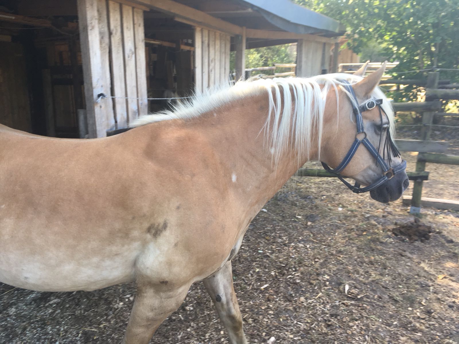 Pferd kommt in frau