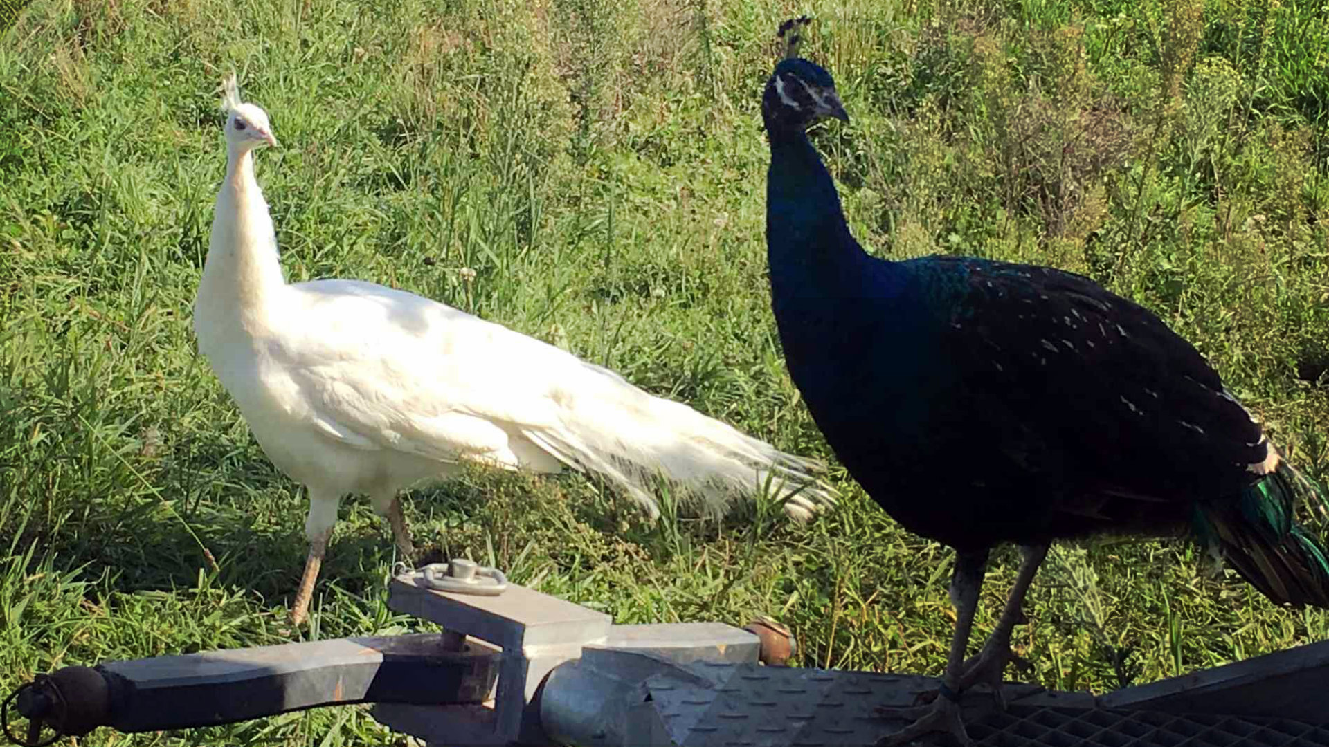 Pfau Diebstahl In Niederkruchten Sat 1 Nrw Die Infopage Zur Sendung