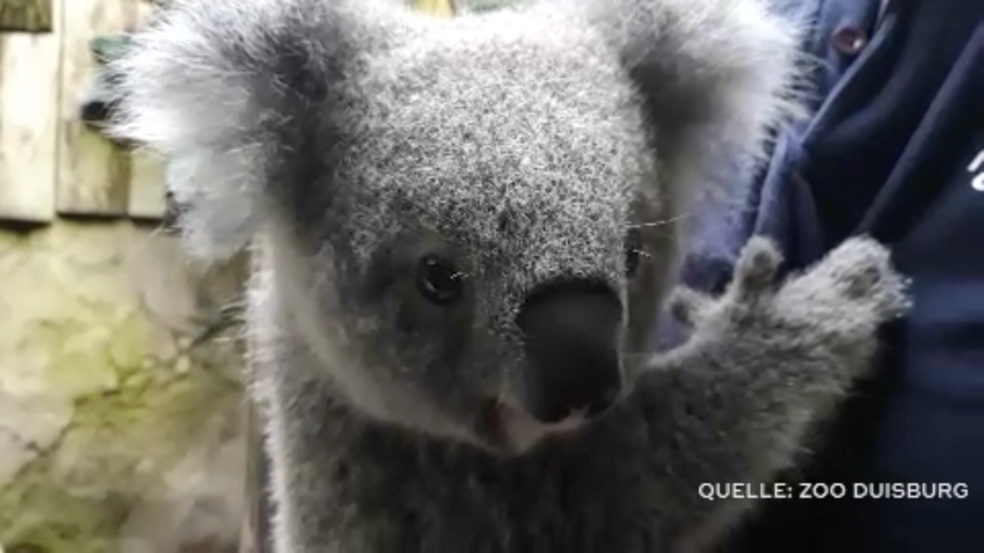 Koala Baby Ist Gesund Sat 1 Nrw Die Infopage Zur Sendung