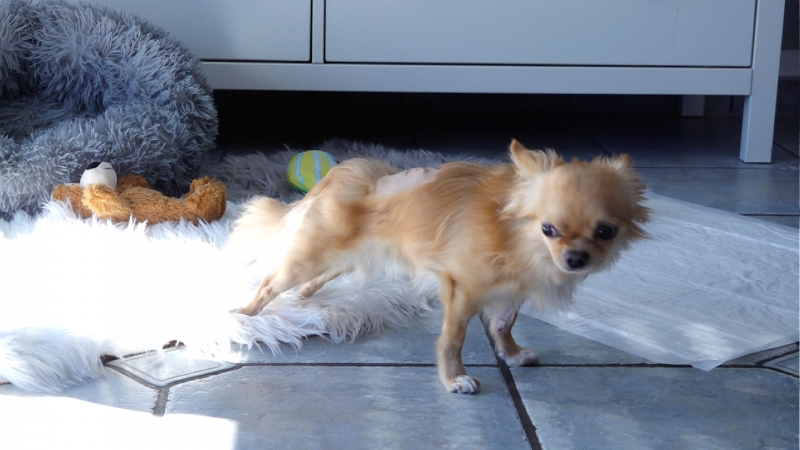 Fuchs attackiert Chihuahua (Foto: SAT.1 NRW)
