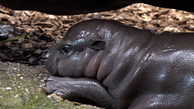Hippo-Nachwuchs im Duisburger Zoo (Foto: SAT.1 NRW)