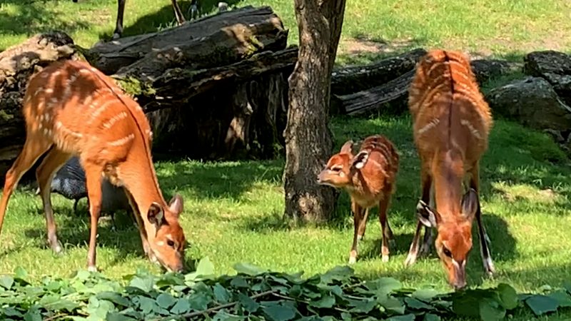 Antilopen-Nachwuchs im Kölner Zoo (Foto: SAT.1 NRW)