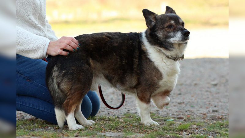 Dreibeiniger Hund sucht ein Zuhause (Foto: SAT.1 NRW)