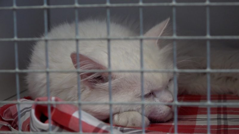 Katzen aus Messie-Wohnung gerettet (Foto: SAT.1 NRW)