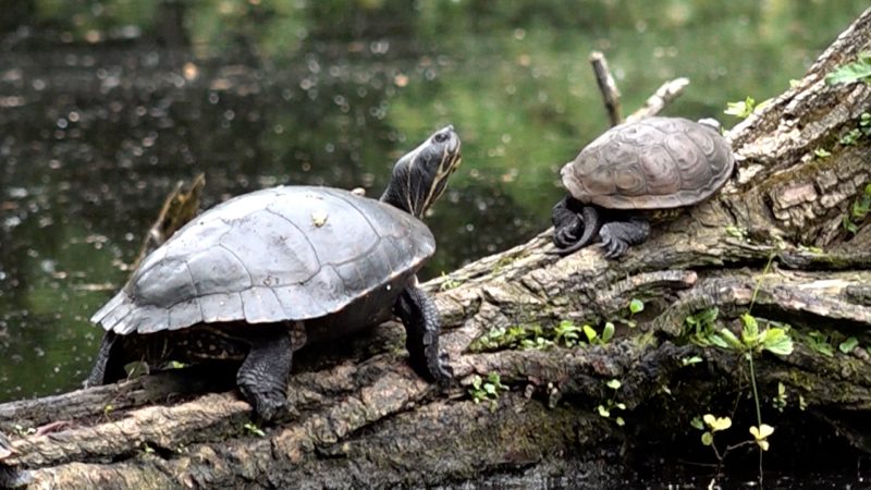 Schildkrötenplage (Foto: SAT.1 NRW)