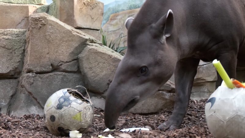 Showdown der EM-Tierorakel (Foto: SAT.1 NRW)