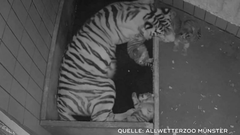 Tigerbabys im Allwetterzoo Münster (Foto: SAT.1 NRW)