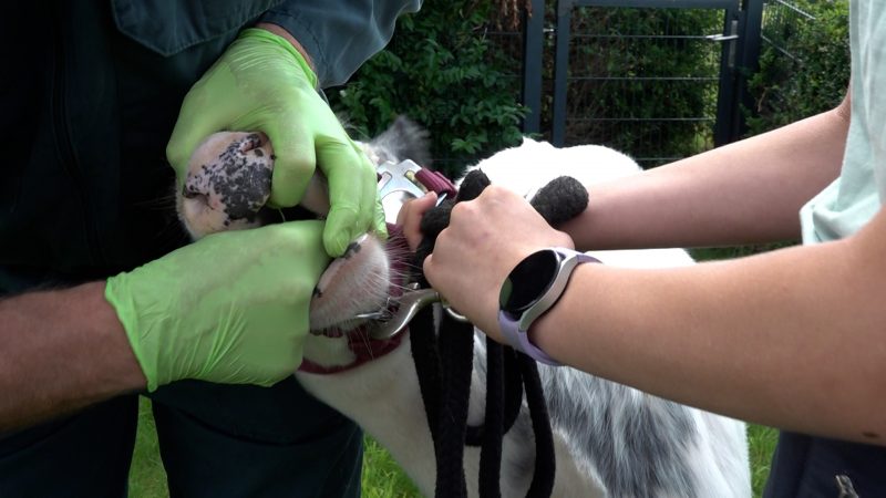 Blauzungenkrankheit breitet sich aus  (Foto: SAT.1 NRW)