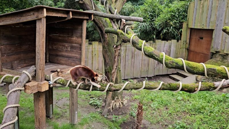 Goodfellow-Baumkänguru im Zoo Duisburg (Foto: SAT.1 NRW)