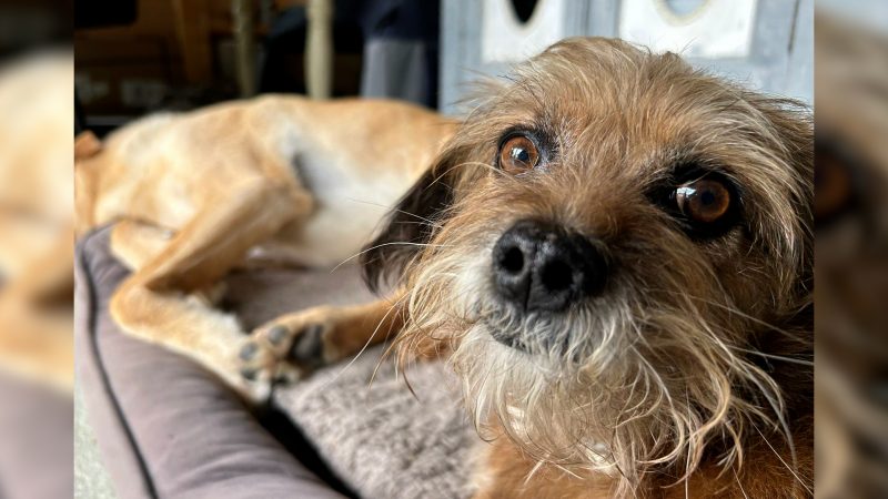 Behörden stoppen Tierheim  (Foto: SAT.1 NRW)