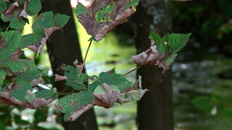 Streit um Nationalpark-Kosten (Foto: SAT.1 NRW)