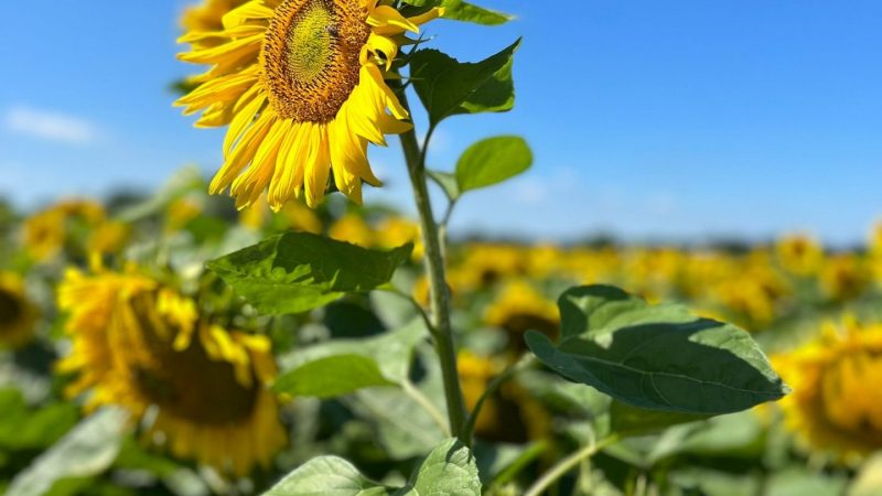 Der perfekte Sommer-Schnappschuss (Foto: SAT.1 NRW)