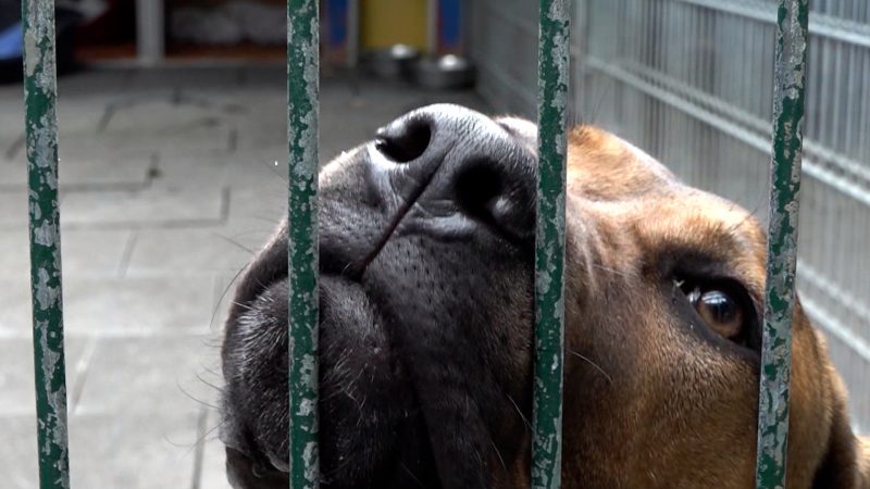 Tierheime schlagen Alarm (Foto: SAT.1 NRW)