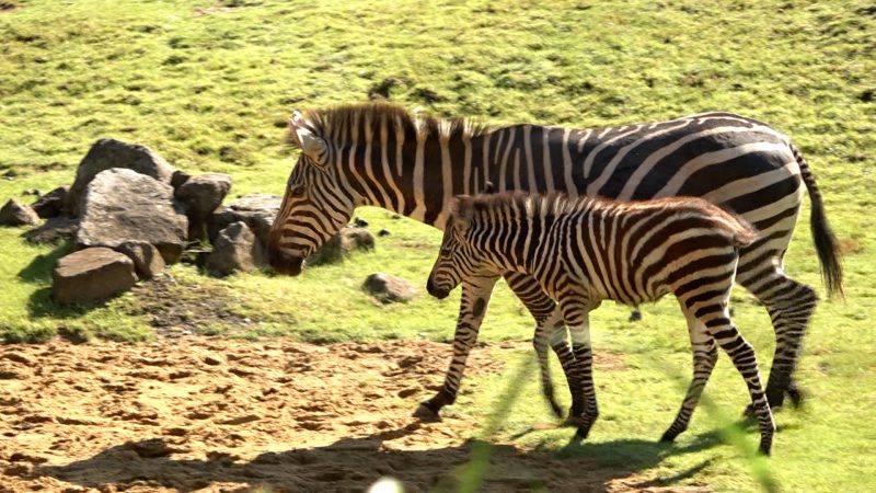 Zebra-Fohlen Farasi darf ins Außengehege   (Foto: SAT.1 NRW)