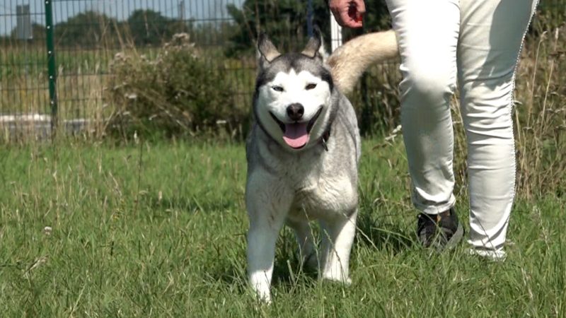 Huskydame Katinka sucht Zuhause (Foto: SAT.1 NRW)