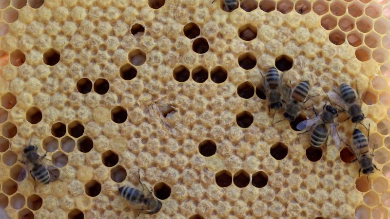 Bienen-Boom in NRW (Foto: SAT.1 NRW)