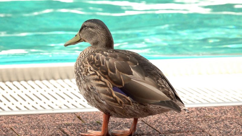 Süße Badegäste im Freibad Kaan-Marienborn in Siegen (Foto: SAT.1 NRW)