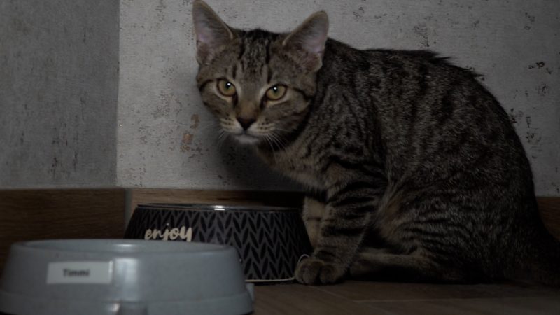 Kater Leo aus Schacht gerettet  (Foto: SAT.1 NRW)