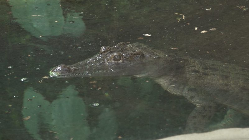 Philippinenkrokodile geboren (Foto: SAT.1 NRW)