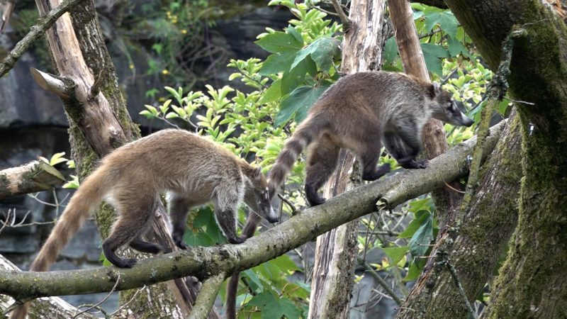 Süße Neuzugänge in Kölner Zoo  (Foto: SAT.1 NRW)