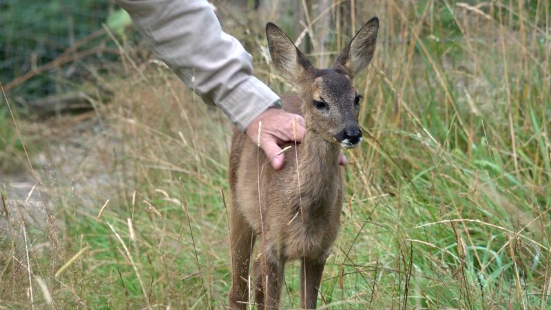 Jäger zieht Rehkitz auf (Foto: SAT.1 NRW)