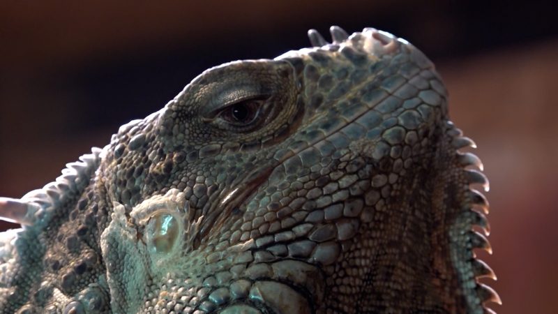 Gladbecker rettet exotische Reptilien (Foto: SAT.1 NRW)