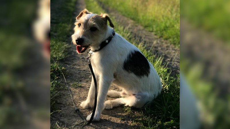 Hund beißt Terrier und Frau (Foto: SAT.1 NRW)