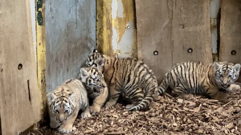 Tigerbabys erkunden Außengehege (Foto: SAT.1 NRW)