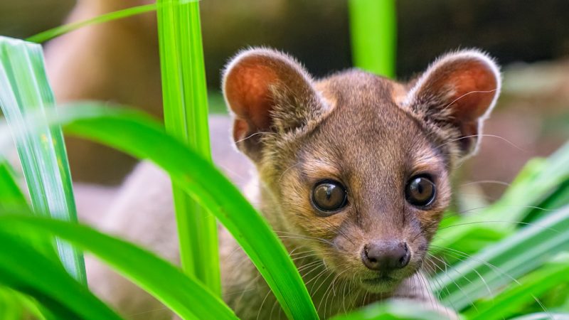 Süßer Fossa-Nachwuchs im Zoo Duisburg (Foto: SAT.1 NRW)