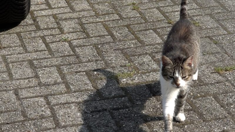 Katzen allein gelassen (Foto: SAT.1 NRW)