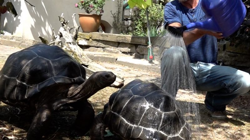 Friseur lebt in seinem persönlichen Schildkrötenparadies (Foto: SAT.1 NRW)