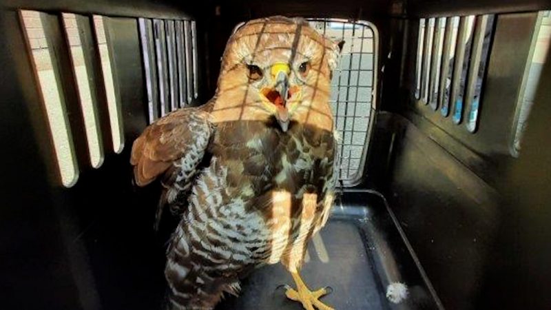 Greifvogel versperrt Fahrbahn (Foto: SAT.1 NRW)