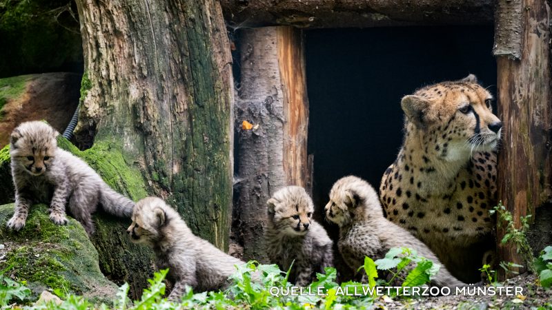 Nachwuchs im Allwetterzoo Münster (Foto: SAT.1 NRW)