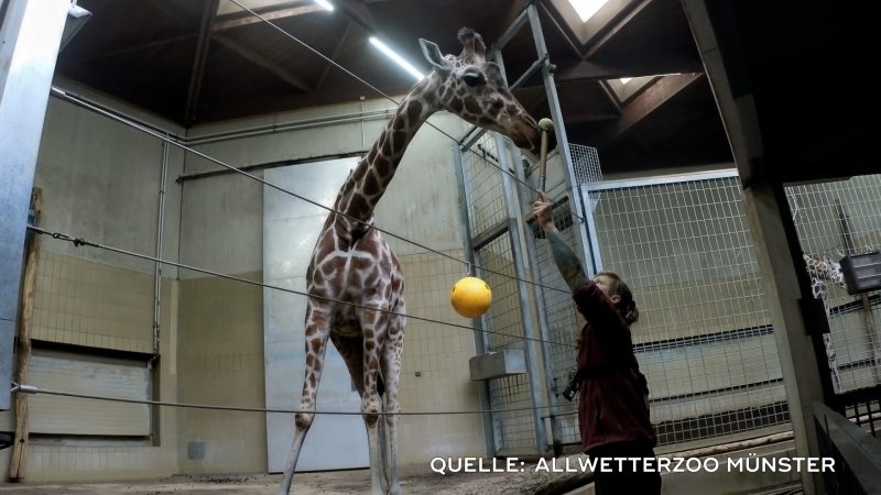 Abschied von Giraffendame (Foto: SAT.1 NRW)