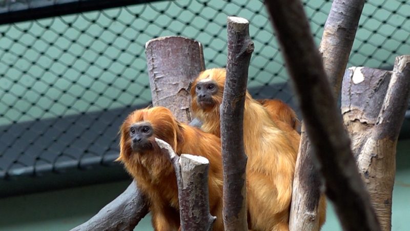 Löwenäffchen im Kölner Zoo vorgestellt (Foto: SAT.1 NRW)