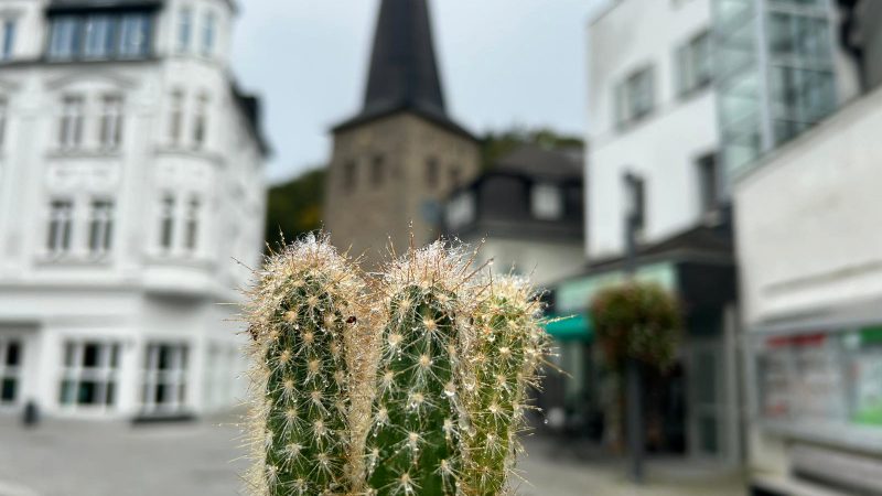 Kakteen-Verbot (Foto: SAT.1 NRW)