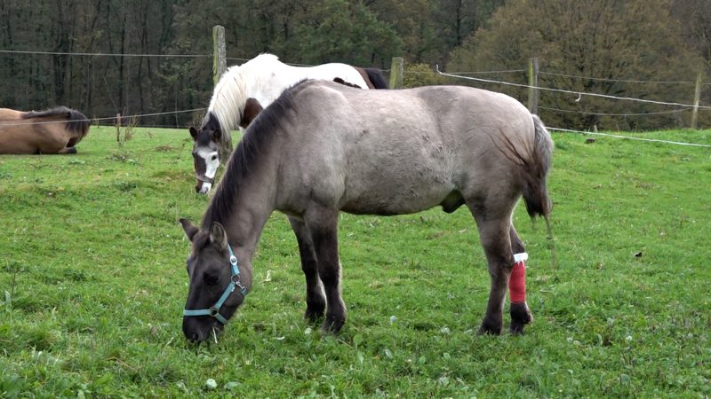 Feuerwehr rettet Pferd von Schuppendach (Foto: SAT.1 NRW)