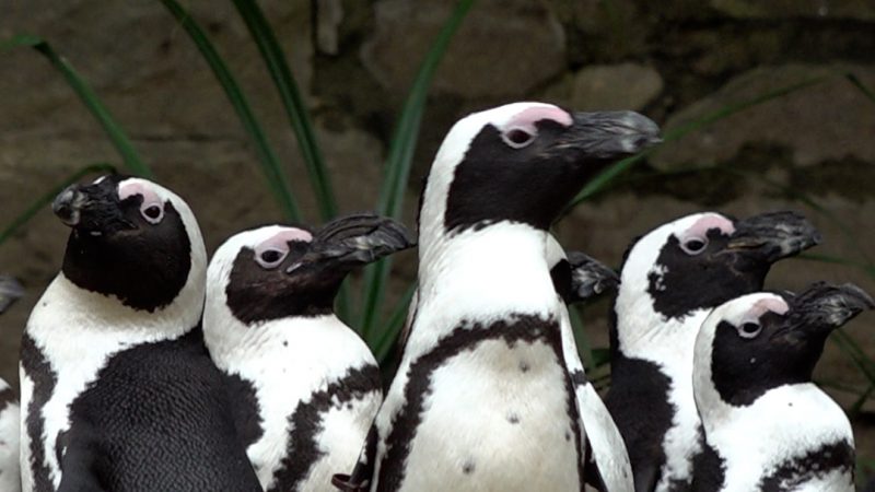 Zoo Duisburg: Pinguine erkunden ihr neues Zuhause (Foto: SAT.1 NRW)