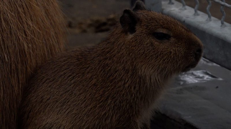 Capybara-Baby im Dortmunder Zoo präsentiert (Foto: SAT.1 NRW)