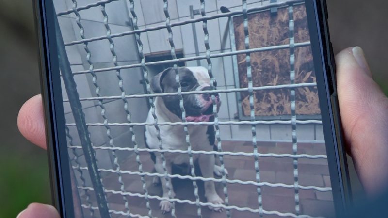 Hund beim Spaziergang entführt (Foto: SAT.1 NRW)