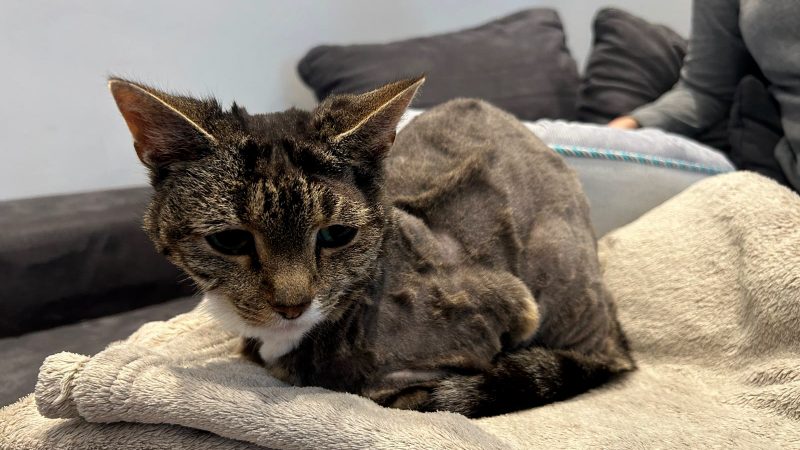 Katze wird von Fremden rasiert (Foto: SAT.1 NRW)