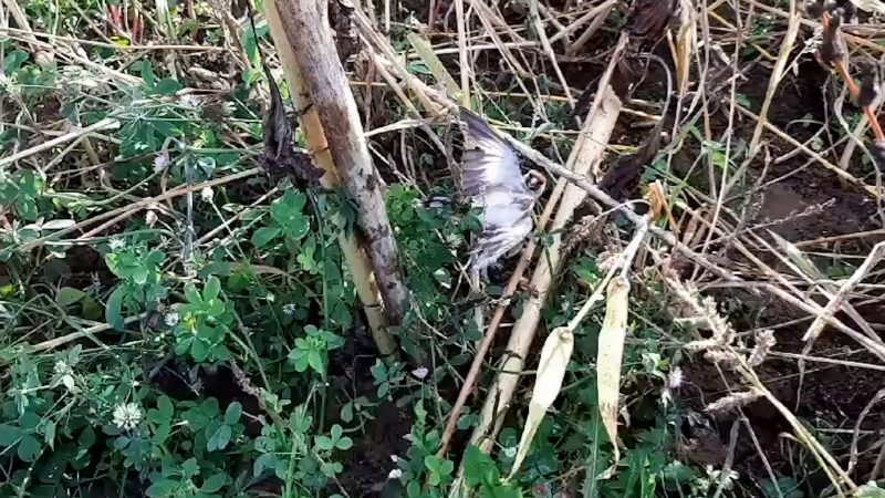 Wildvogelfalle in Bergheim entdeckt (Foto: SAT.1 NRW)