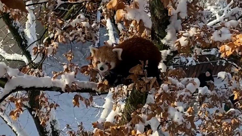 Roter Panda entwischt (Foto: SAT.1 NRW)