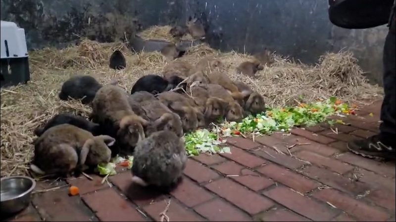 250 Tiere aus Tierhölle gerettet (Foto: SAT.1 NRW)