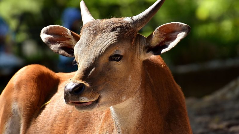 Banteng-Bullen-Baby in Köln geboren (Foto: SAT.1 NRW)