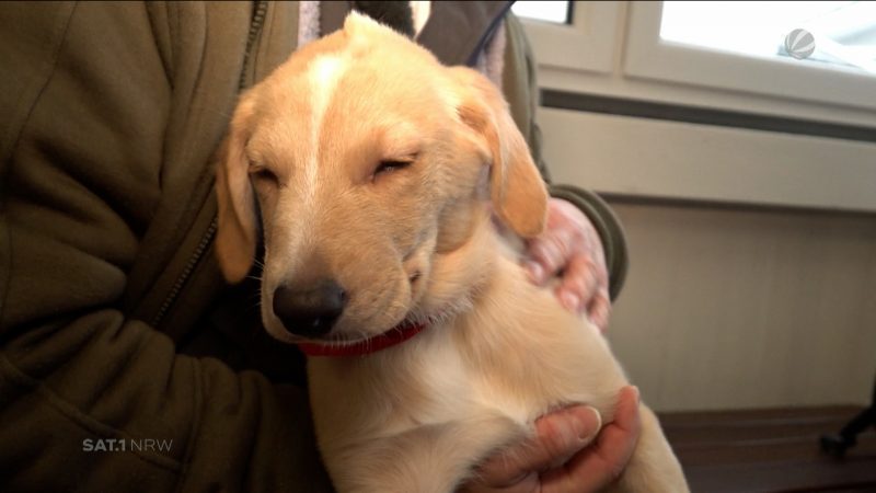 Behinderte Welpen im Tierheim abgegeben (Foto: SAT.1 NRW)