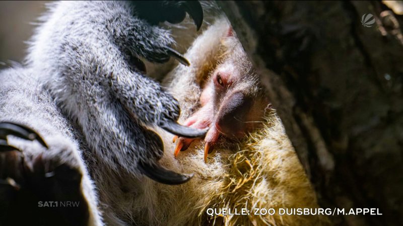 Neuer Star im Zoo Duisburg (Foto: SAT.1 NRW)