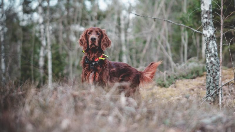 Jagd &amp; Hund in Dortmund   (Foto: SAT.1 NRW)