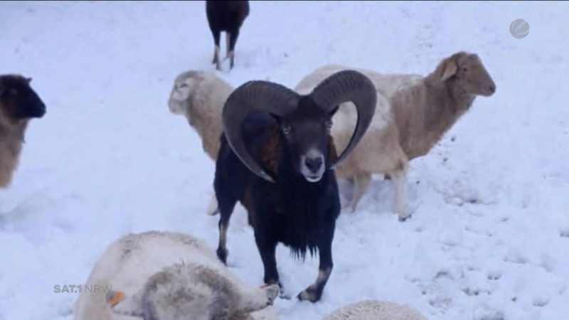 Mufflons im Liebesrausch (Foto: SAT.1 NRW)